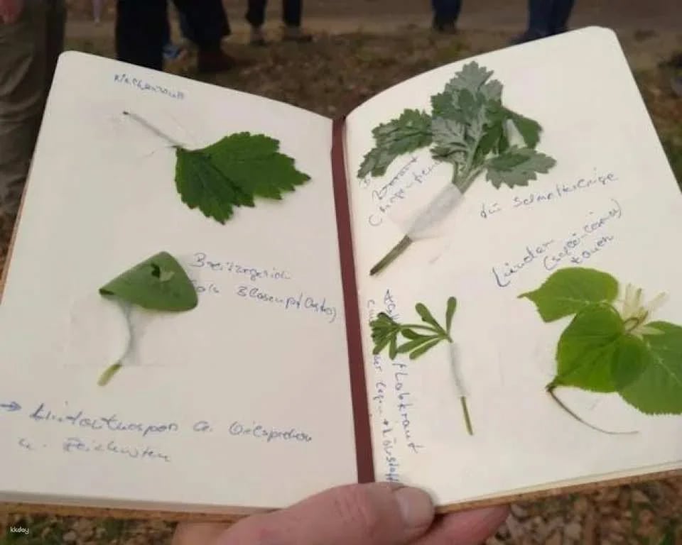 Wild plant foraging guided walk in Bad Kreuznach