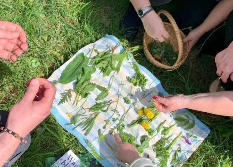 Wild plant foraging guided walk in Bad Kreuznach
