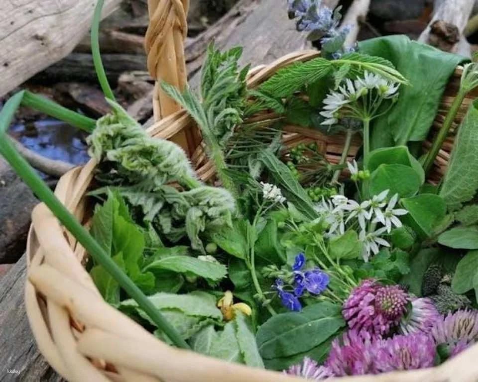 Wild plant foraging guided walk in Bad Kreuznach