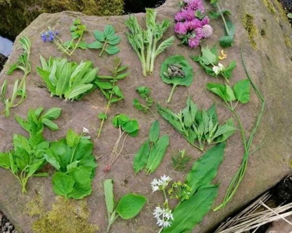 Wild plant foraging guided walk in Bad Kreuznach