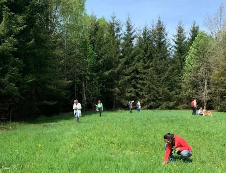 Wild plant foraging guided walk in Bad Kreuznach