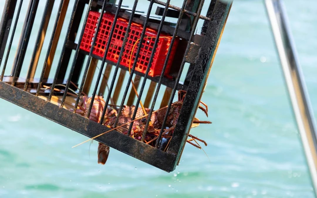 Wild Seafood Experience Catch-and-Dine Cruise in Mandurah Image 1