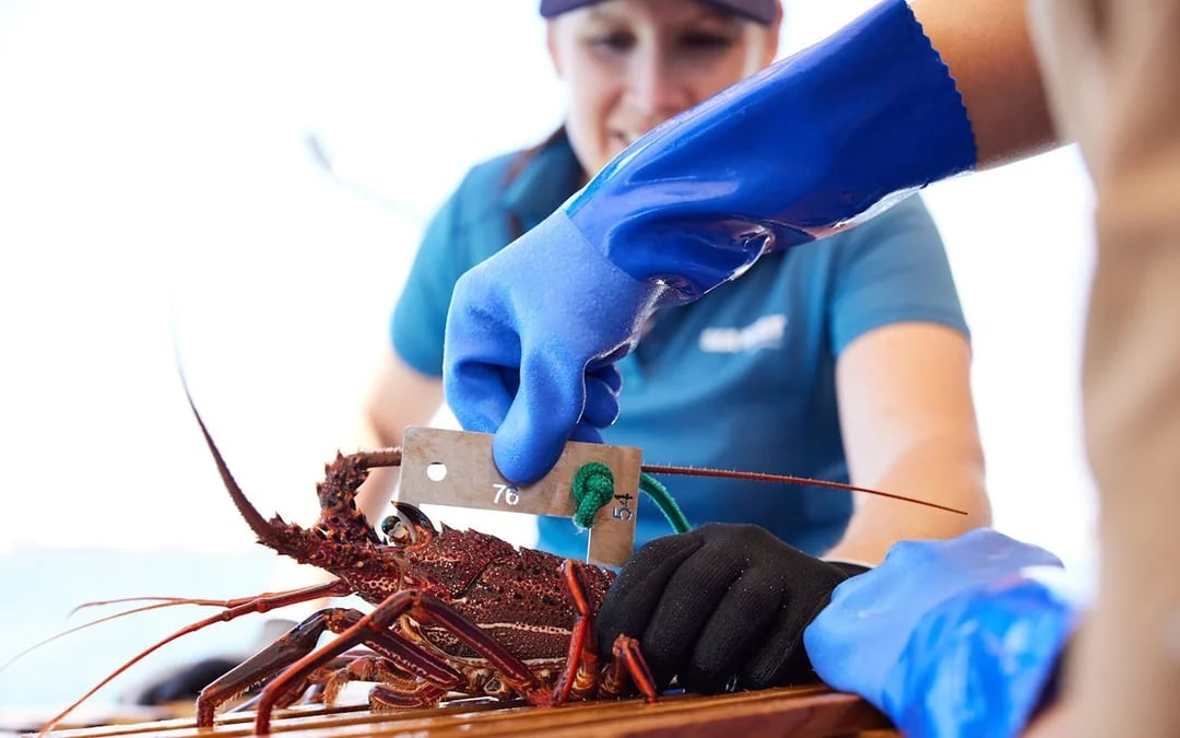 Wild Seafood Experience Catch-and-Dine Cruise in Mandurah Image 9