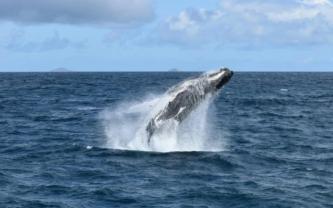 Wilsons Prom Whale Adventure Cruise with Lunch Image 1