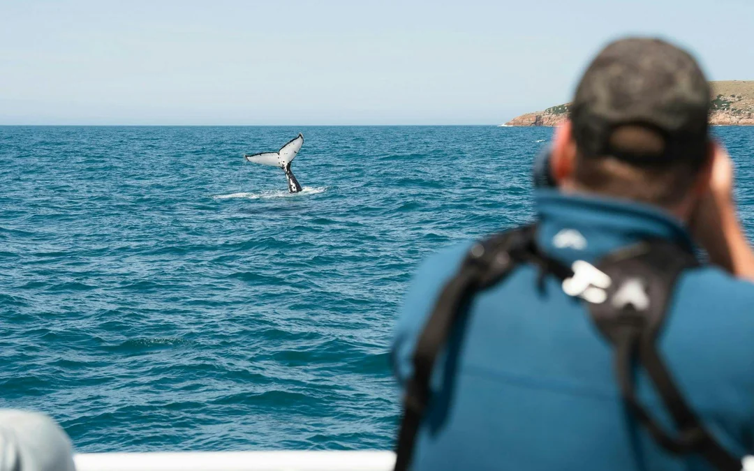 Wilsons Prom Whale Adventure Cruise with Lunch Image 3