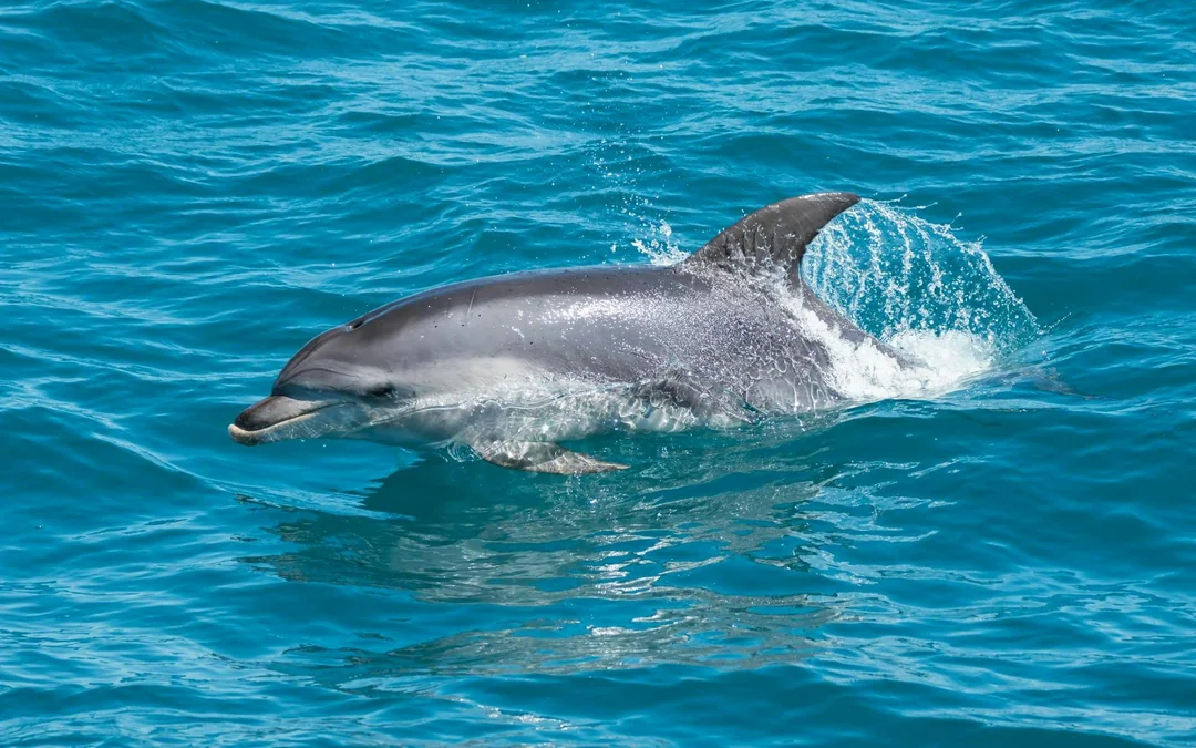 Wilsons Prom Whale Adventure Cruise with Lunch Image 4