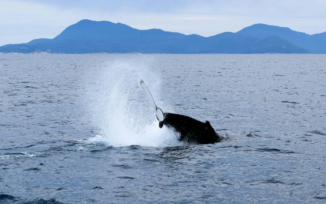 Wilsons Prom Whale Adventure Cruise with Lunch Image 10