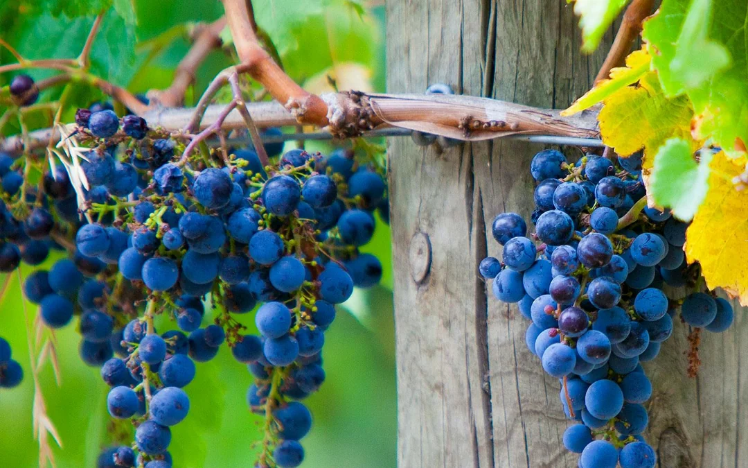 Wine Tour in Mornington Peninsula from Melbourne with Lunch Image 3
