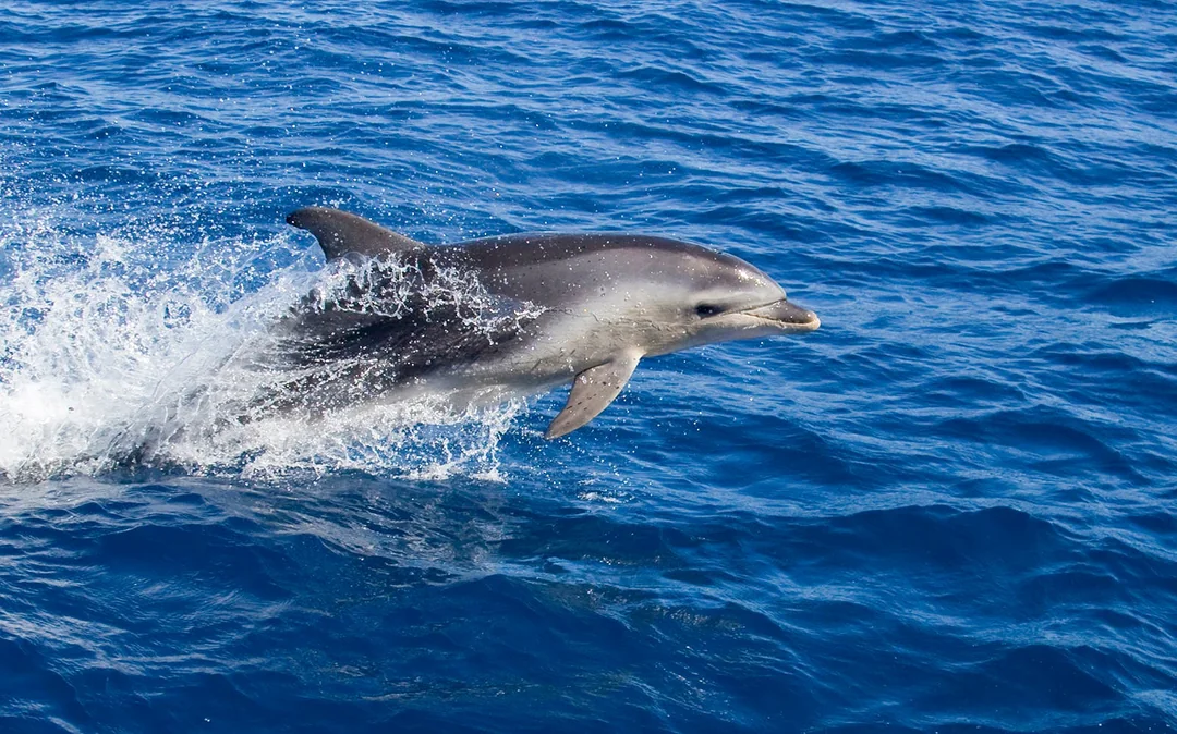 Wineglass Bay Cruises Image 3
