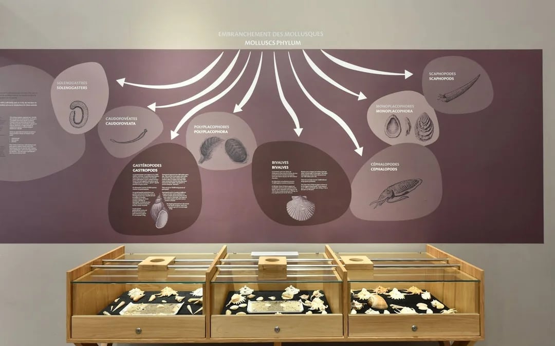 World of Seashells Museum Ticket – Access to Africa’s Largest Seashell Collection in Mauritius Image 2