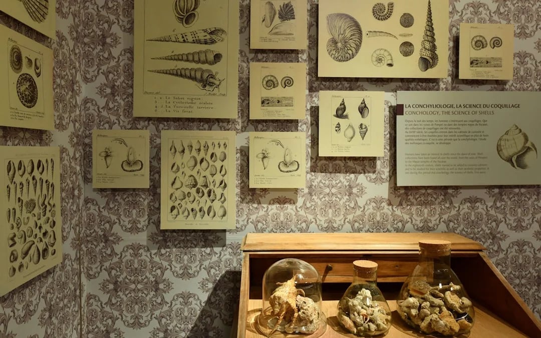 World of Seashells Museum Ticket – Access to Africa’s Largest Seashell Collection in Mauritius Image 4