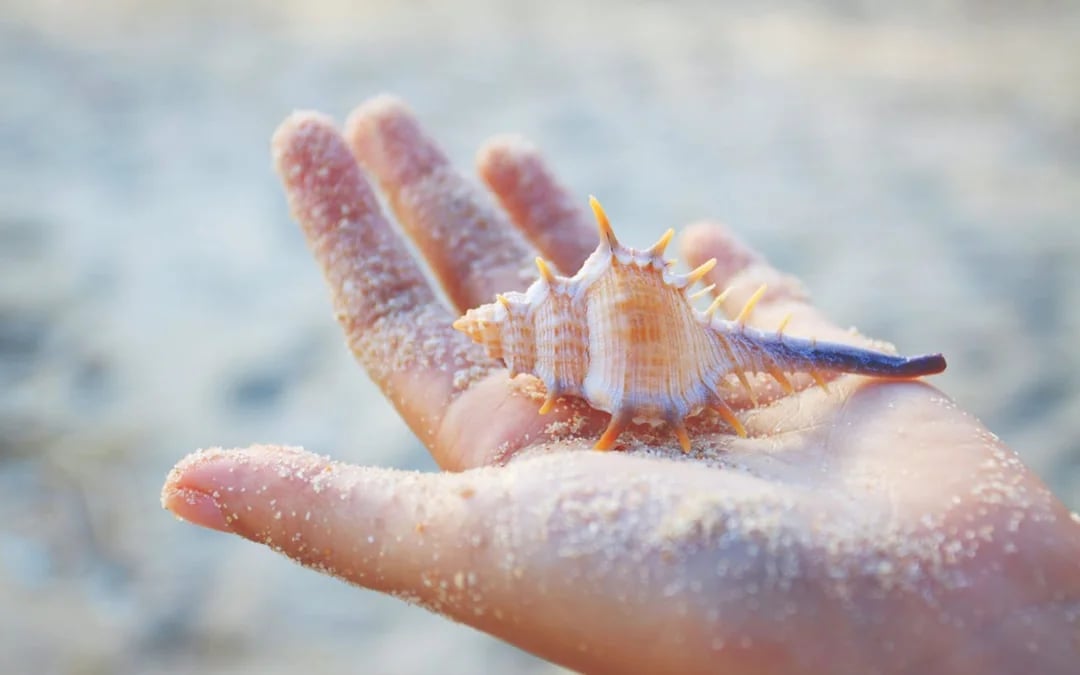 World of Seashells Museum Ticket – Access to Africa’s Largest Seashell Collection in Mauritius Image 5