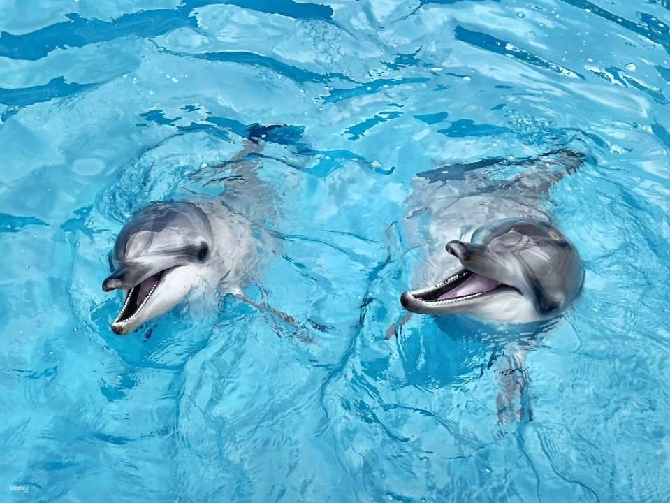 Yehliu Ocean World Ticket