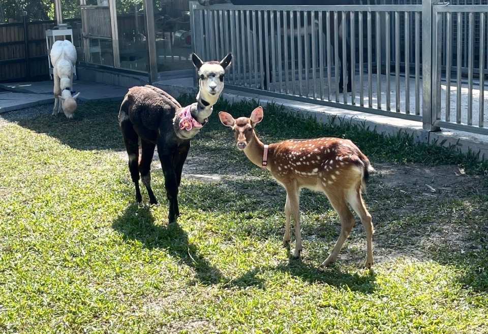 Yilan Waterfront Forest Zoo Admission Ticket