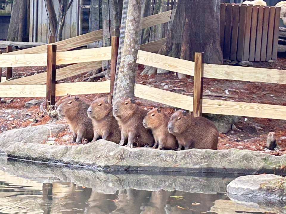 Yilan Waterfront Forest Zoo Admission Ticket