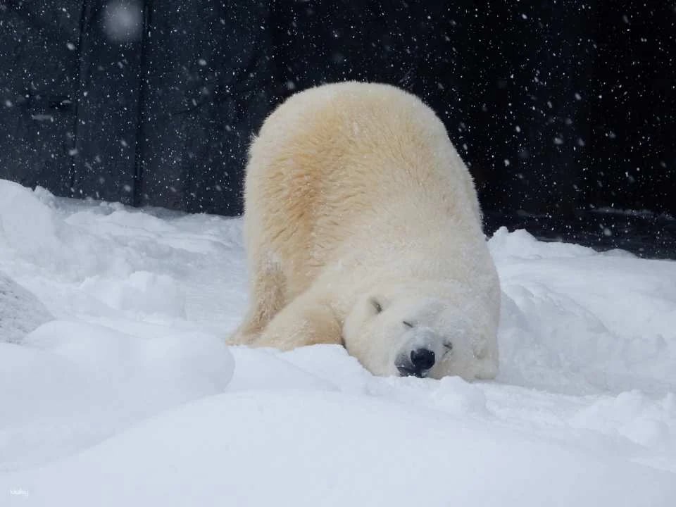 Yokubari "Greedy" Ticket | Includes Asahiyama Zoo Ticket｜Official Retailer | Hokkaido