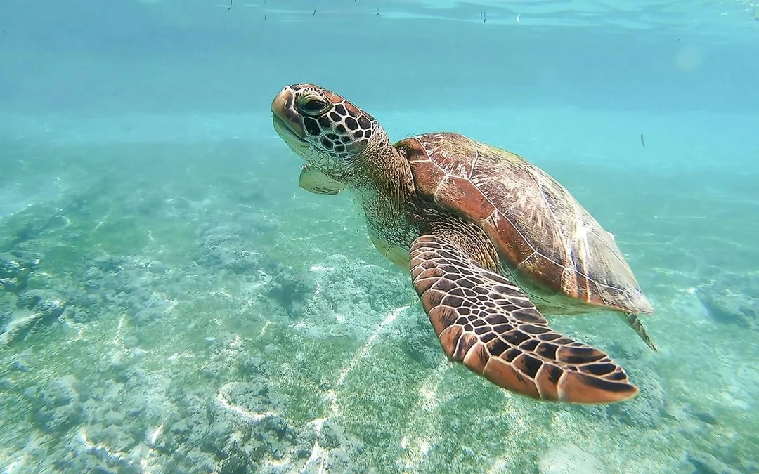 Zakynthos Turtle Island & Keri Caves Glass-Bottom Boat Tour Image 3