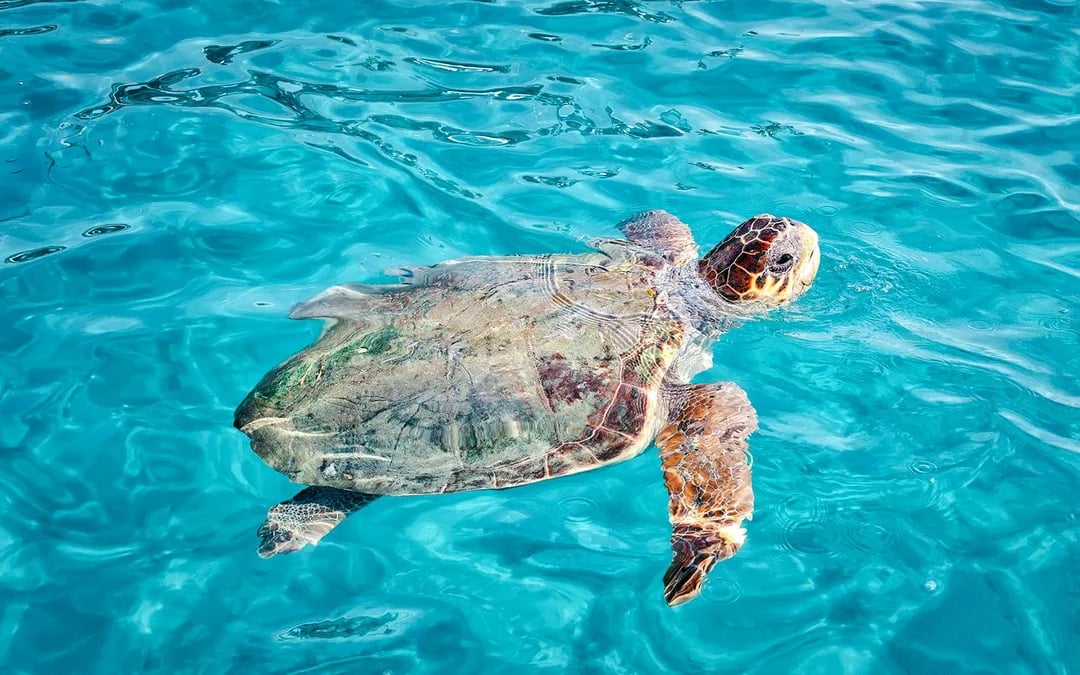 Zakynthos Turtle Island & Keri Caves Glass-Bottom Boat Tour Image 8