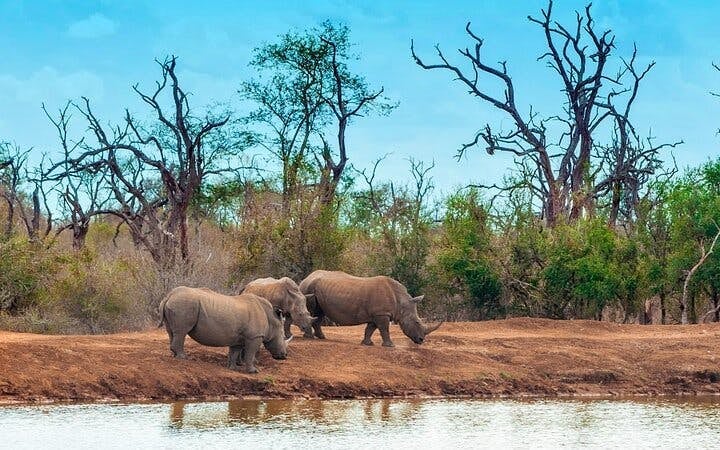 Zanzibar and Serengeti Guided Tour: Beaches, Game Drives, and Local Experiences Image 1