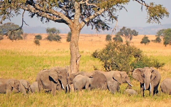 Zanzibar and Serengeti Guided Tour: Beaches, Game Drives, and Local Experiences Image 3
