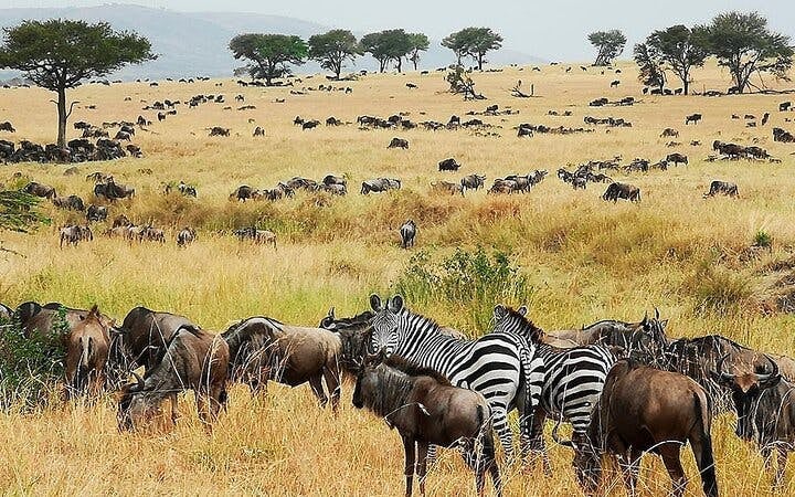 Zanzibar and Serengeti Guided Tour: Beaches, Game Drives, and Local Experiences Image 4