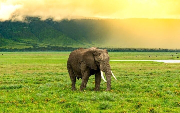 Zanzibar and Serengeti Guided Tour: Beaches, Game Drives, and Local Experiences Image 5