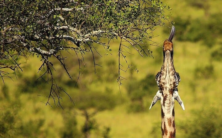 Zanzibar and Serengeti Guided Tour: Beaches, Game Drives, and Local Experiences Image 6