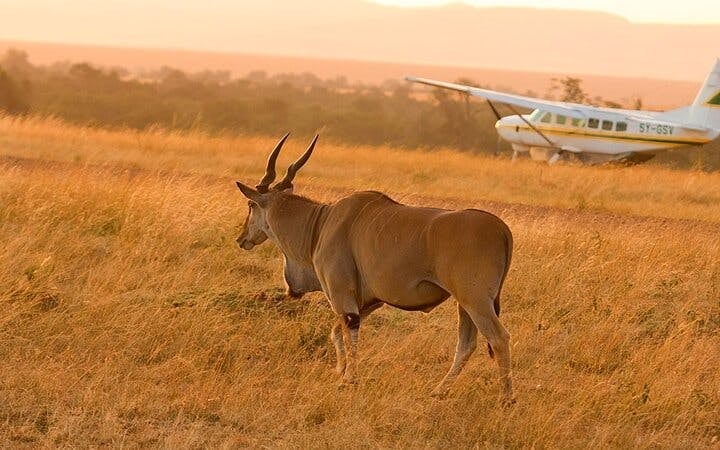 Zanzibar and Serengeti Guided Tour: Beaches, Game Drives, and Local Experiences Image 8