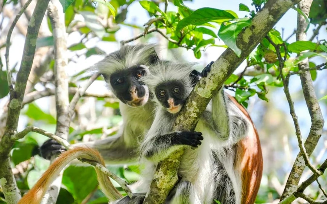 Zanzibar: Jozani Forest and Salaam Cave Private Tour with Hotel Transfers and Entry Tickets Image 4