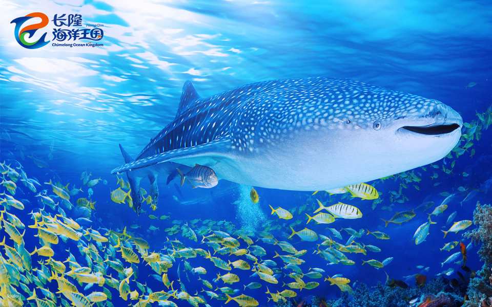 Zhuhai Chimelong Ocean Kingdom Tickets | Exclusive Offer Includes AIRSIM Global Data SIM