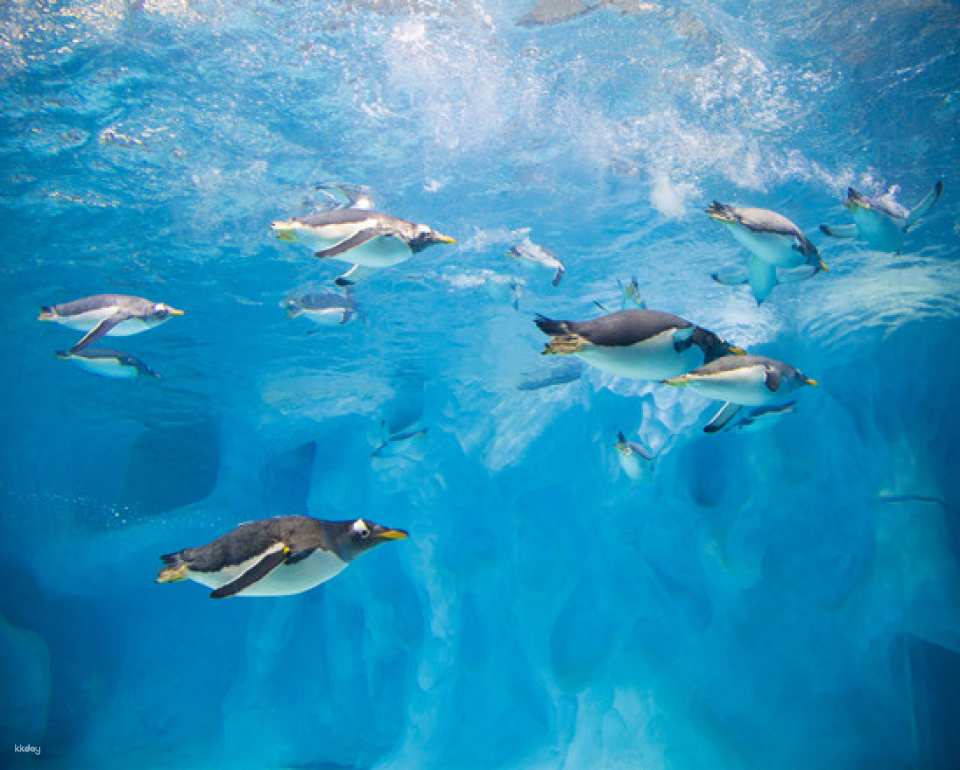 Zhuhai Chimelong Ocean Kingdom Tickets | Exclusive Offer Includes AIRSIM Global Data SIM