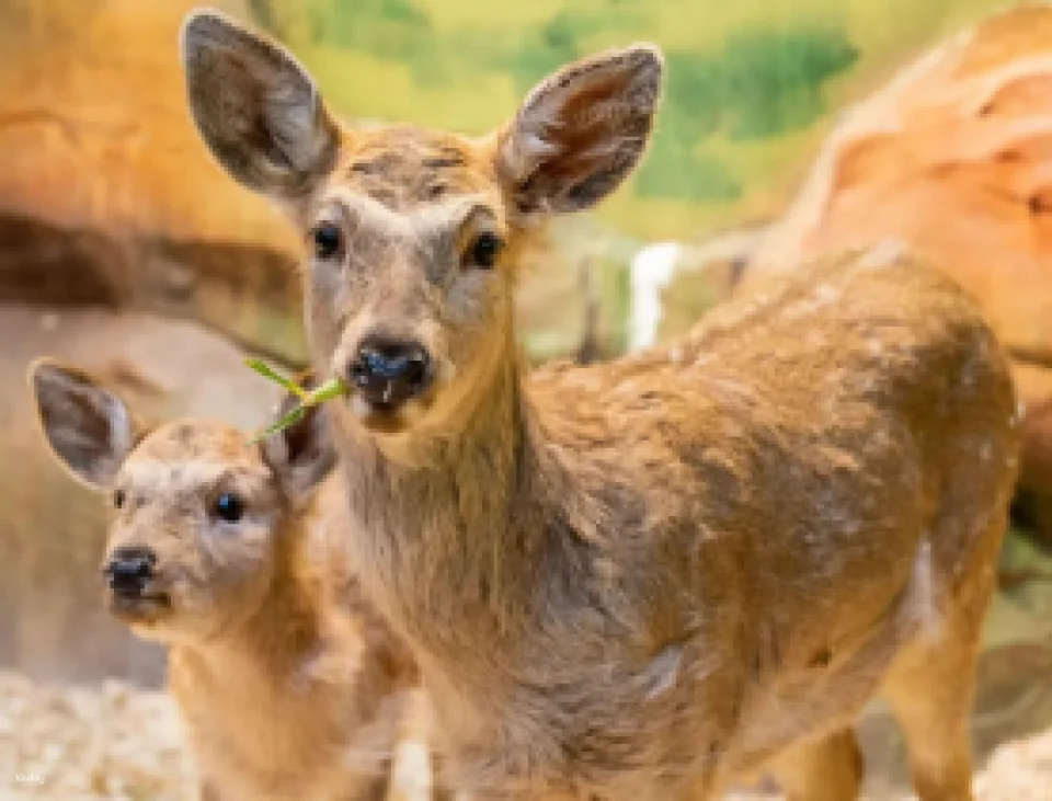 [Zhuhai] Journey to the West Animal City (Zhuhai Impression City Store) Discounted Tickets | Indoor Pet Paradise for Families