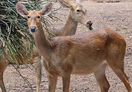 Zoo Melaka