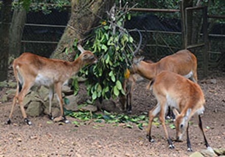 Zoo Melaka