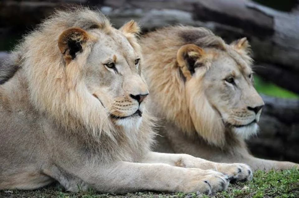 Zoo Miami general admission tickets or food package