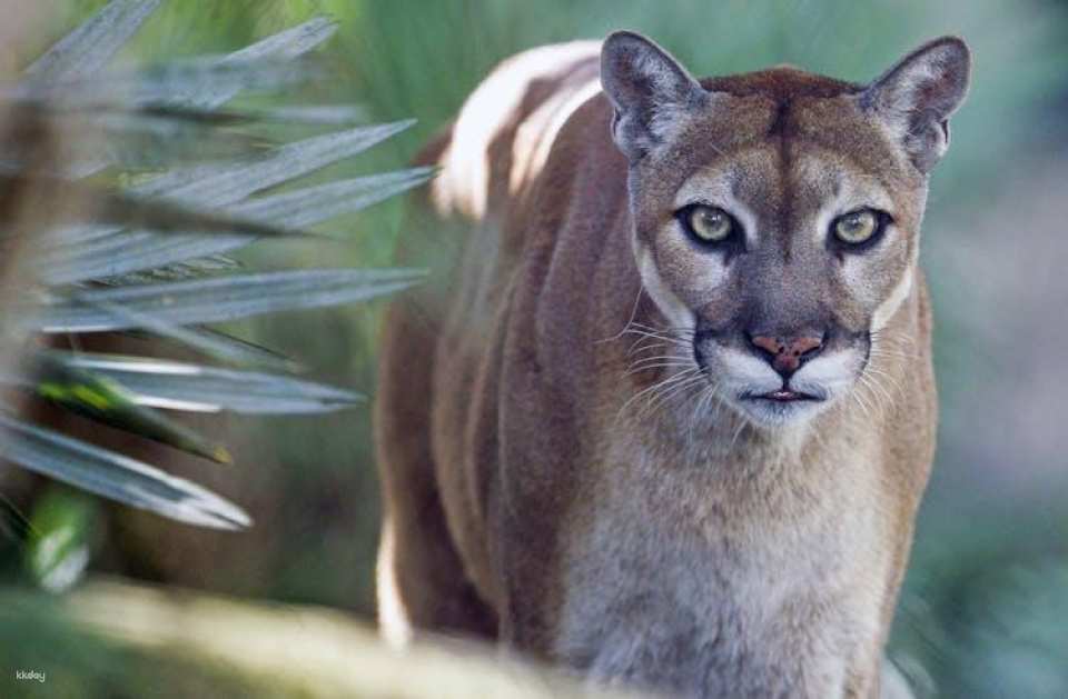 Zoo Miami general admission tickets or food package