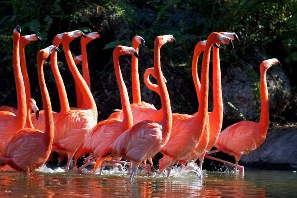 Zoo Miami general admission tickets or food package