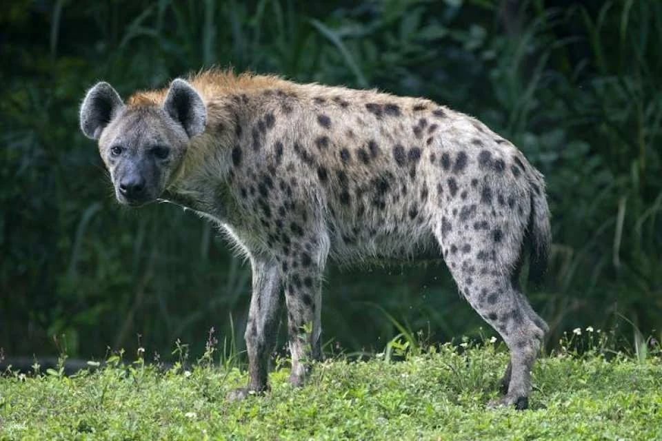 Zoo Miami general admission tickets or food package