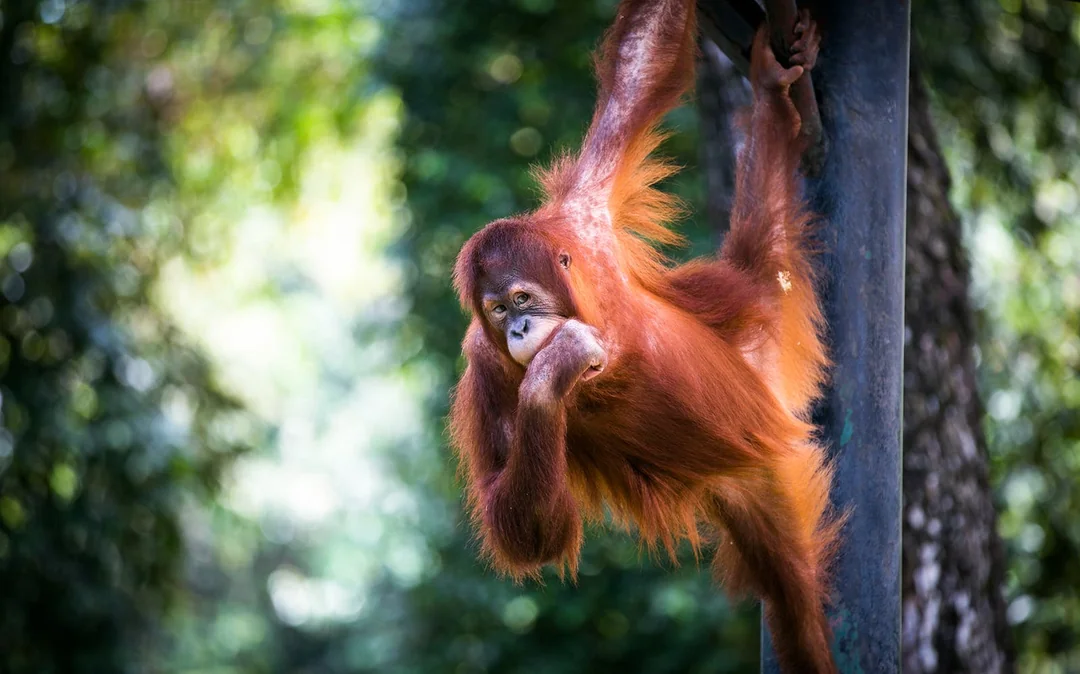 Zoo Negara & Panda Conservation Centre Tickets Image 1