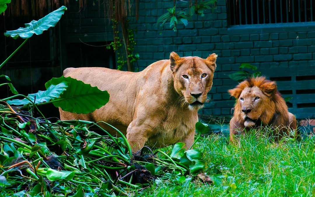Zoo Negara & Panda Conservation Centre Tickets Image 3