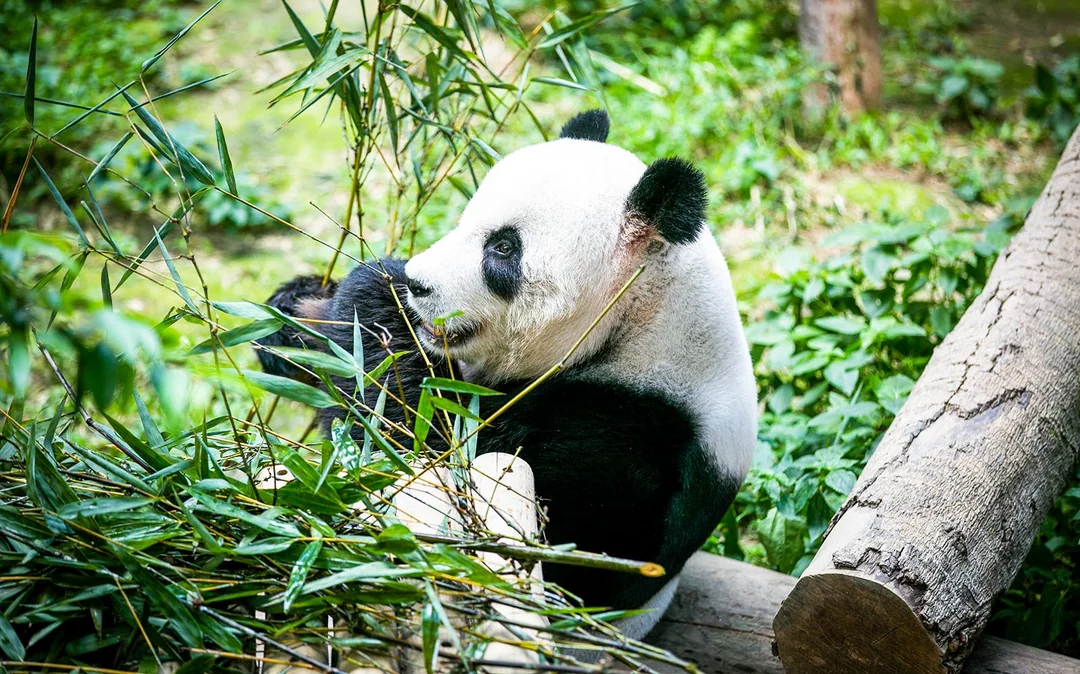 Zoo Negara & Panda Conservation Centre Tickets Image 4