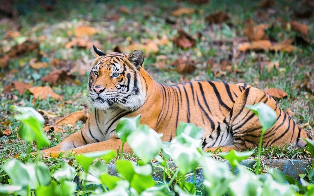 Zoo Negara & Panda Conservation Centre Tickets Image 5