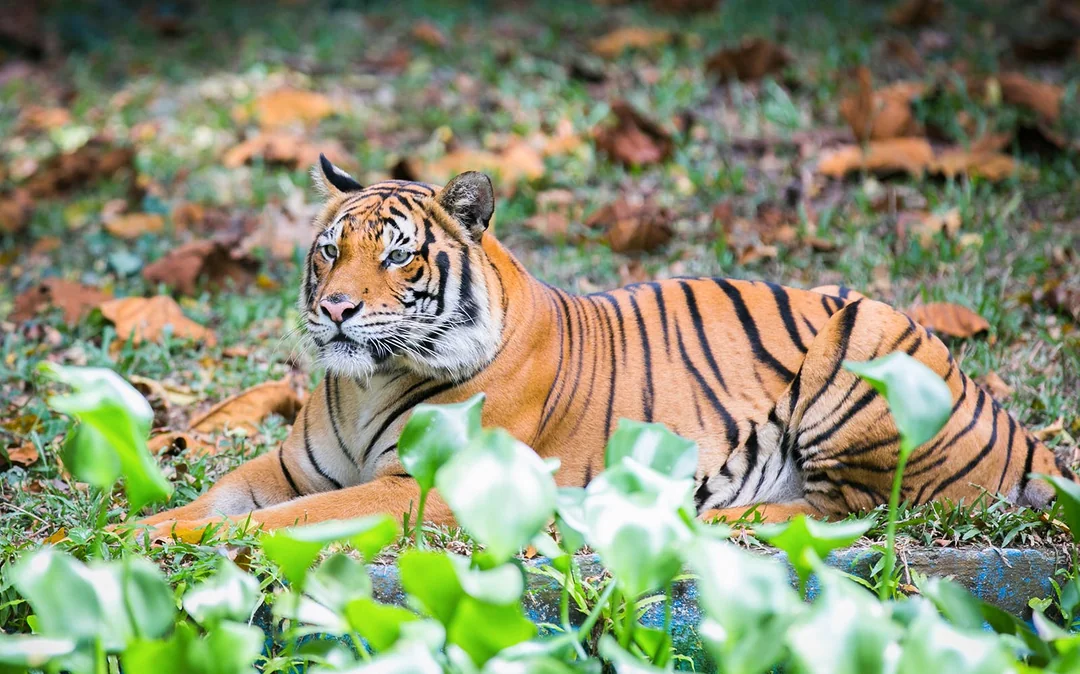 Zoo Negara & Panda Conservation Centre Tickets Image 5