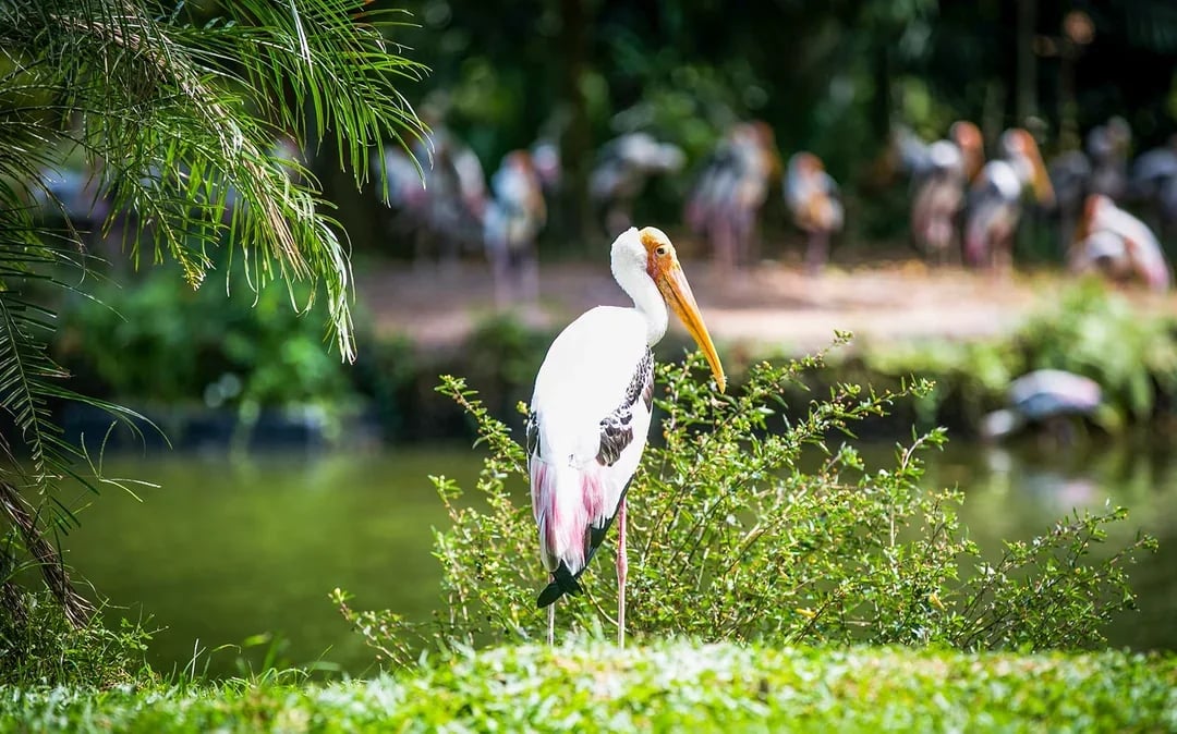 Zoo Negara & Panda Conservation Centre Tickets Image 10