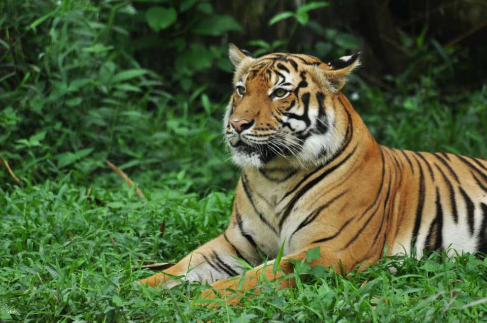 Zoo Negara Malaysia Admission Ticket | Selangor