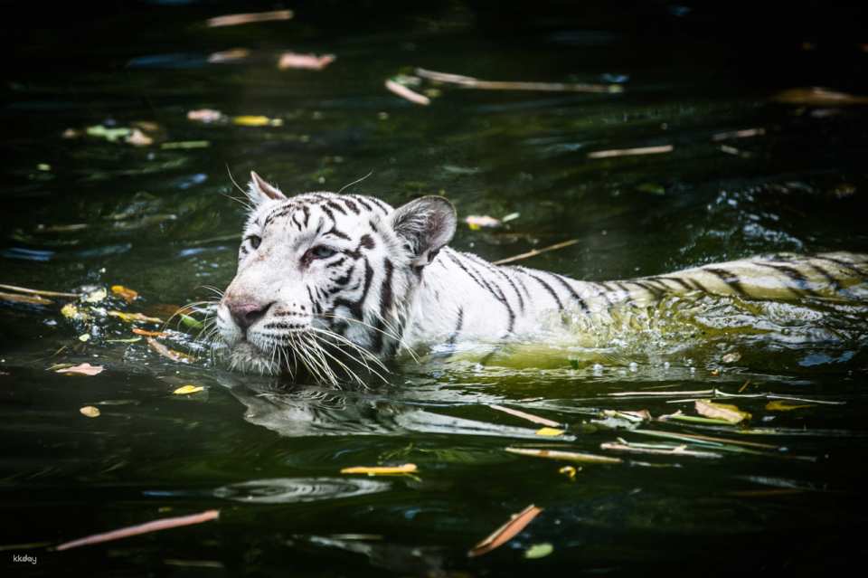 Zoo Negara Malaysia Admission Ticket | Selangor