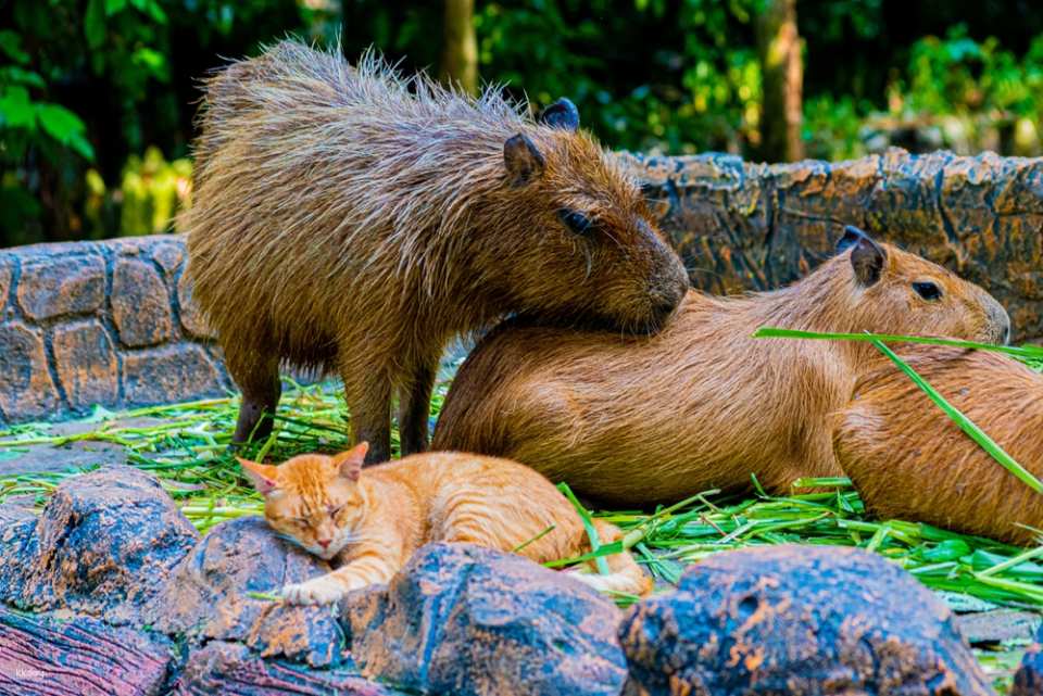Zoo Negara Malaysia Admission Ticket | Selangor