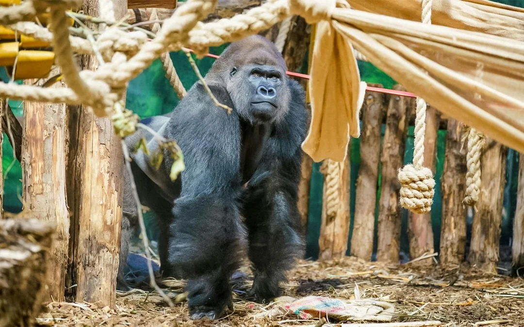 Zoo Nights at London Zoo Image 3