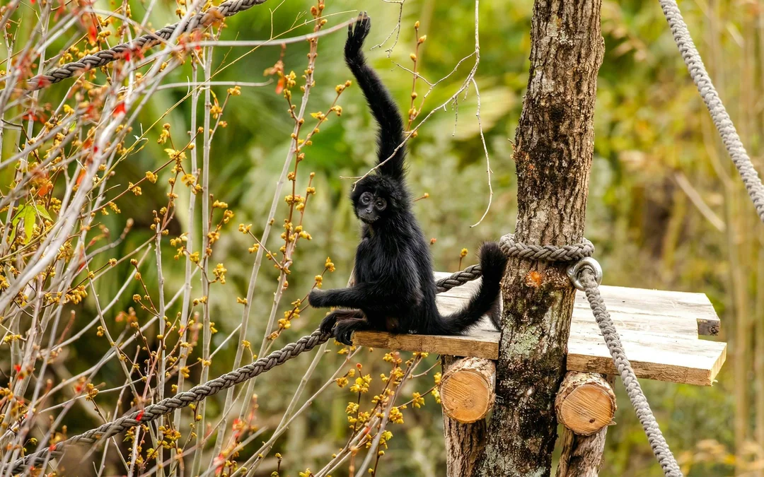 ZooParc de Beauval 1-Day Entry Ticket Image 4