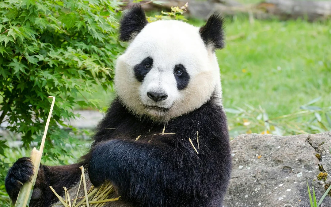 ZooParc de Beauval 1-Day Entry Ticket Image 10